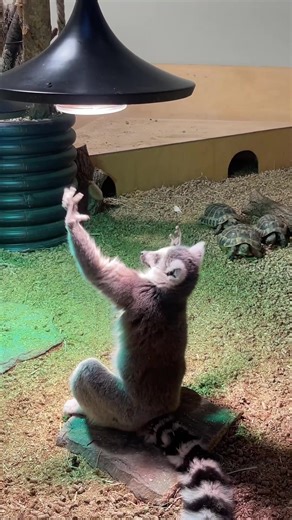 Funny lemur #lemur #animals #funnyanimals #funnyvideos #funny #fyp #Foryou #usa