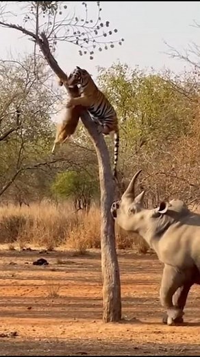 Tiger’s Hunt Turns Into Chaos!