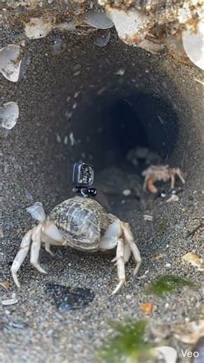Hermit Crab POV 🦀 | Micro-environment #shorts #hermitcrab