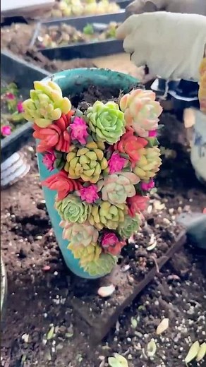 How To Make A Stunning Succulent Arrangement & Plant Garden Ideas