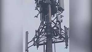 A flock of angry birds attack a 5G tower by pulling out the wires