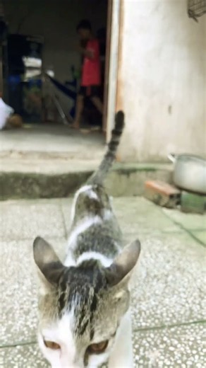 August 14, 2026 / cute kitten