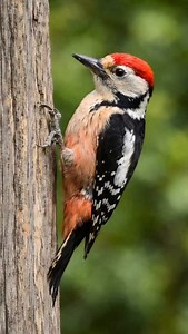 Meet the Great Spotted Woodpecker 🐦🌳 Clinging effortlessly to tree bark, this striking bird uses its strong beak to explore the forest for hidden insects. With its bold red crown and patterned feathers, it’s a beautiful reminder of how perfectly nature designs every creature 🍃✨ #GreatSpottedWoodpecker #WildBirds #ForestLife #NaturePhotography #WildlifeLovers | Grafting Examples