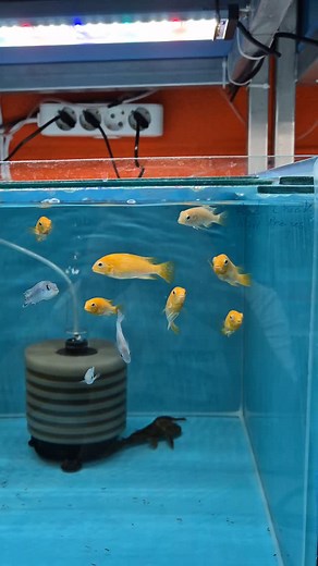 11 reactions | Cichlid - Albino Red Cheek (Tropheops Sp.) [Likoma] Cichlid - Mavi Prenses (Chindongo Socolofi) (İthal) | Hobihanem | Facebook