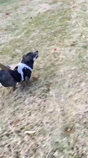 Hello Wonderful Friends - From Paul and Spicy! Have a Blessed Sunday! | Paul Flotron | Facebook