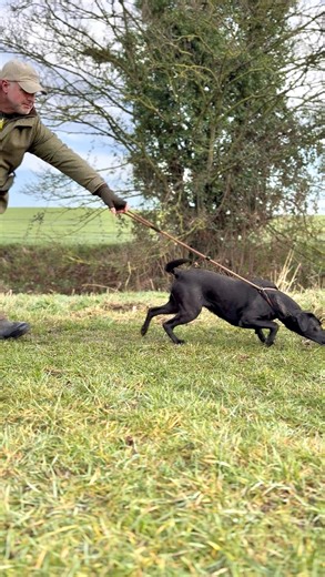 Mark Taylor | Gundog Training on Instagram: "Are you asking too much of your dog on walks? Dog’s struggle with loose-lead walking because our expectations are off. We expect them to walk nicely on the lead in the toughest context possible… Setting off on their walk with pent-up energy like a coiled spring, walking half a mile before they even get let off. Max distractions. Zero margin for learning. Smells everywhere, other dogs, wildlife, people. That’s like taking a learner driver out on their