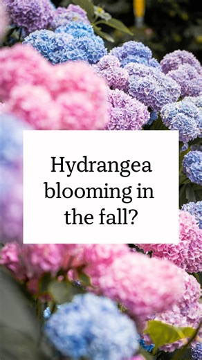 10K views · 548 reactions | Why is my hydrangea blooming in October?...