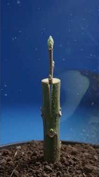 Aguacate Hass y su origen INCREÍBLE #aguacate #agricultura