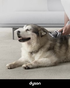 Découvrez la brosse Dyson spécialement conçue pour aspirer efficacement les poils d'animaux. Compatible avec tous nos aspirateurs. | Dyson