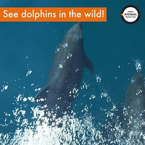 There’s no more special or exciting way to see dolphins than in the wild where they belong. No matter how well they are looked after in captivity, a wild animal's needs can only be fully met in their natural environment. If you want to build a better future for all wild animals, join the Wild Side of Travel: https://bit.ly/3vkunWd Be part of a global movement of people changing the lives of wildlife and we'll send you a luggage tag to help you spread the message that keeping wild animals in capt