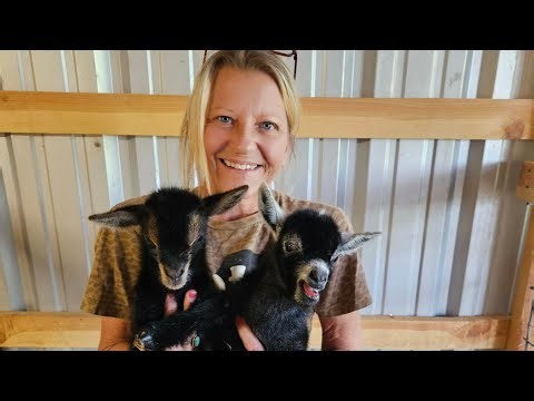 Emotional Live Birth: First-Time Mom Goat Delivers Twins