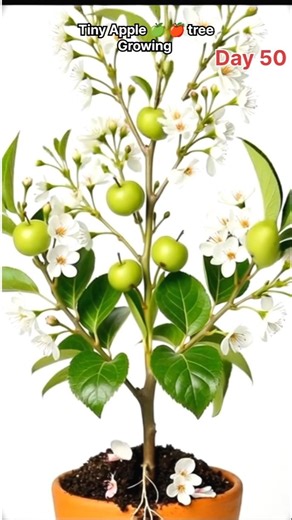 Tiny Apple Tree seed Growing 🍎#timelapse #shorts #viral