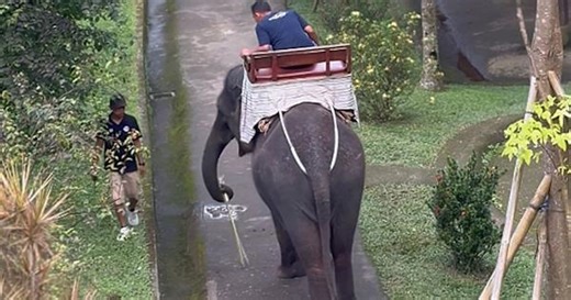 Elephant whacks passing man with a stick