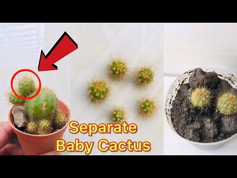How to Remove Cactus Pups | Separate Cactus Babies from Mother Cactus