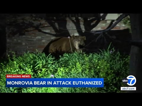Monrovia bear euthanized after clawing at woman walking her dog