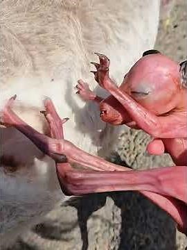 Orphaned Kangaroo Raised by Humans Makes a Heartbreaking Choice!#kangaroo