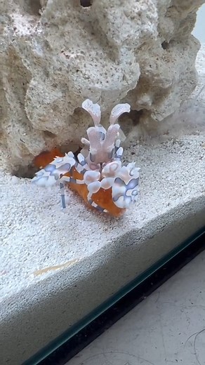 1M views · 19K reactions | One of the coolest sea creatures I own!戀 | The Fish Guys | Facebook