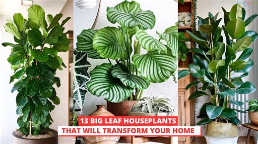 Inside the trendiest big leaf houseplants for modern homes