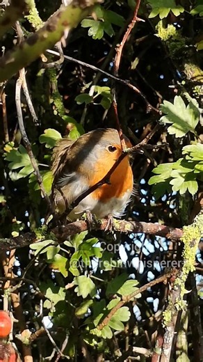 24K views · 2.2K reactions | Good morning from Rio the Robin singing her beautiful songs from the hawthorn tree. #riotherobin 李 #birdssinging #singingbirds #songbird #songbirds #birdsong #birdsongs #robin #robins #birdlife #naturelife #wildlife #nature #wildlifelovers #naturelovers #birdlovers #animallovers #birds #wildlifephotography #birdwhisperer #robinbird #animals #wildlifelover #naturelover | The Robin Whisperer | Facebook