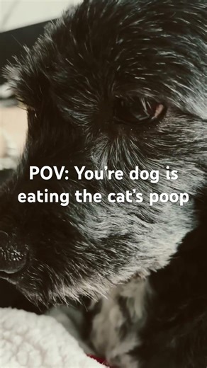 Dog eating cat poop