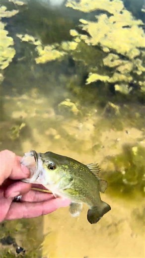 Zman fuzzy nugget lunch break fish #4