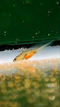 Baby Axolotl Update!