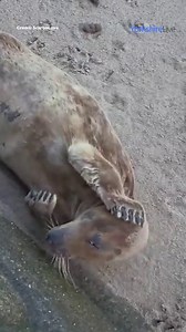 Seal spotted enjoying Scarborough beach 🦭 | Yorkshire Live