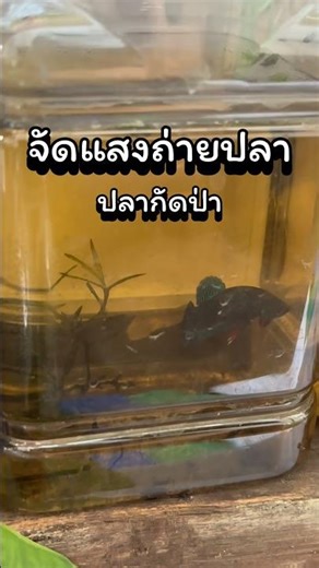 How do you set up the lighting? #aingnipaporn #wildbettafish