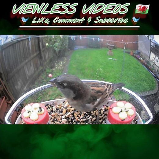 Feeder fight club: Sparrows with big energy #backyardbirds #gardenbirds #wildlife