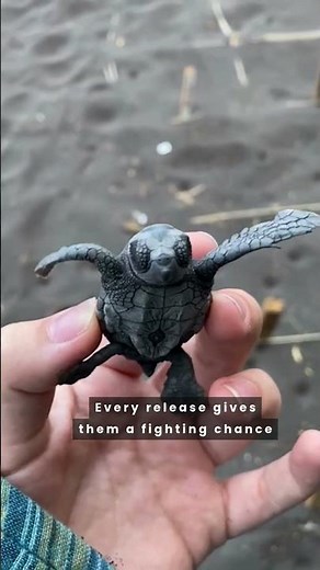 Small steps, big impact. 🐢💚 #turtle #goeco #bali #wildlife