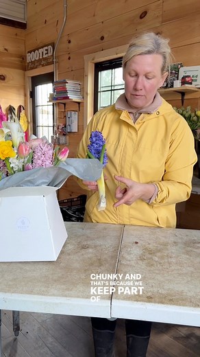 Hyacinth tip: When trimming your hyacinth bulbs, leave a sliver of the bulb intact. This little trick not only helps your stems grow longer but also extends your vase life. And a word of caution—handle the bulbs sparingly to avoid a brief, irritating itch. #rootedflowers | Rooted Flower Farm