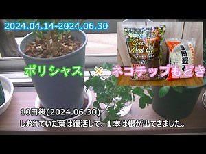 【観葉植物】ポリシャスを願いに植え替え＆剪定＆水差し
