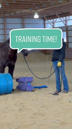 Mule Training Shenanigans: Jumping, Belly Rubs & More!