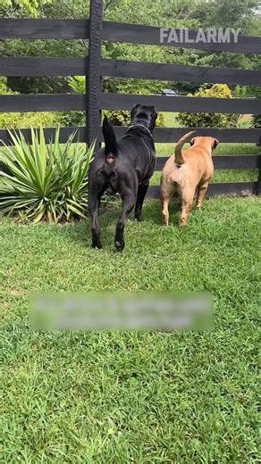 Our petting zoo is filled with fail-friendly animals 🐶🐴 #fails #animals | FailArmy