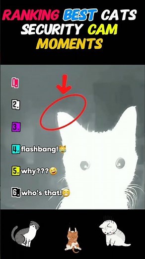 Ranking Best Cats Security Cam Moments! 😹📹