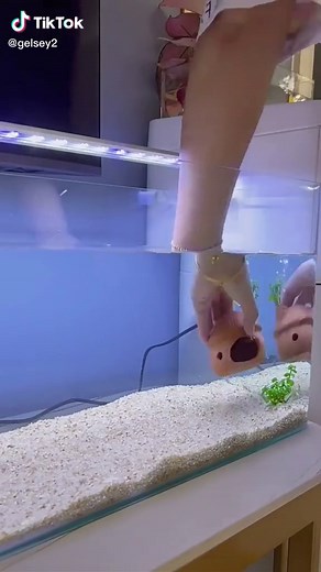 Cute Fish Tank Ideas: Beautiful Aquarium Designs & Decor