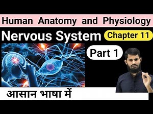 Nervous System || HAP chapter 11 || Part 1