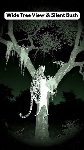 Leopard Caught on Night Cam Dragging Prey Up a Tree 🐆🌙 | Real Wildlife Footage