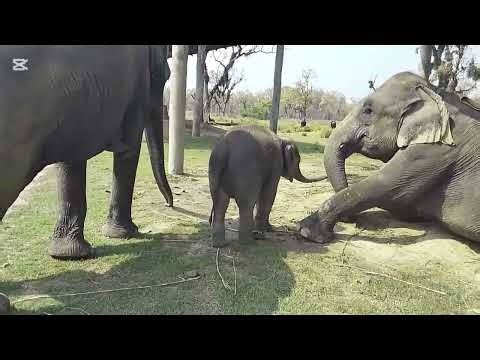 Elephant Breeding center chitwan nepal#viral #chitwan national park