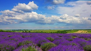 Lavender field landscape - Free Stock Video