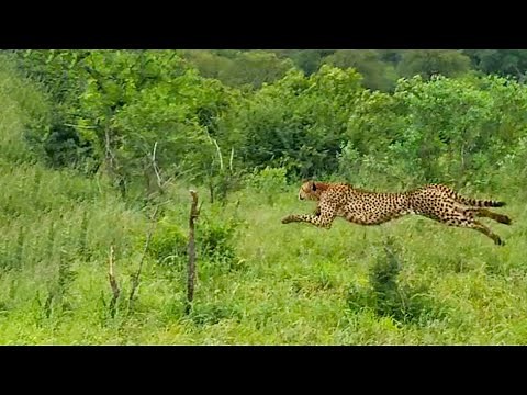 Tokyo Olympics Highlights - Wild Animal Edition