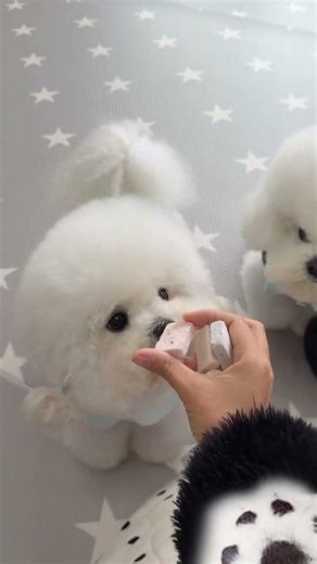 Cute Bichon Frise Debut: Hilarious Moments
