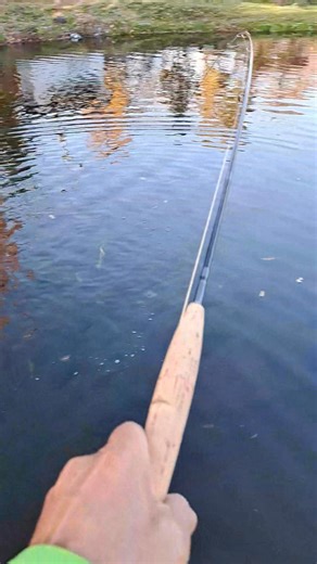 「先日CW試しました！」 振った感じは良かったけど…と言うのが正直なところ。 指定通り４番を乗せてスタート！ ６～８ヤードぐらいまでは良かったが、その辺を超えて伸ばすごとにどこか力っ気ない感じが出始め、ラインに負けていくような…。 キャッチからの寄せではライトなんちゃらより制御が不安定ですきっとしない感じ…。 ま、これは個人的な感想ですが…CWというブランクをまとめきれていない？…もしくは、経年劣化で俗に言うへたっている？…そんな印象が浮かびました。 DAIWAさんには失礼かもだけど、フライロッドの見識がまだ足りていない時代でもあったのかな？なども浮かんだり…。 柔らかめでありながらも、フィニッシュ時の抜けが良い今時のロッドであったなら楽しめた気がします。 しつこいですが、あくまでも個人的な感想ですからね(＾◇＾) | Kawagarasu craft