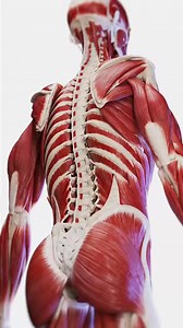 𝗘𝘅𝗽𝗹𝗼𝗿𝗶𝗻𝗴 𝗗𝗲𝗲𝗽 𝗠𝘂𝘀𝗰𝗹𝗲𝘀 🔍 -- The back muscles are divided into three main groups: superficial, intermediate, and deep. 1. 𝐒𝐮𝐩𝐞𝐫𝐟𝐢𝐜𝐢𝐚𝐥 𝐦𝐮𝐬𝐜𝐥𝐞𝐬: These are primarily involved in movements of the shoulder and upper limb. Key muscles include: ▪️Trapezius: Extends from the skull and spine to the scapula, helping in shoulder elevation and scapular movement. ▪️Latissimus dorsi: Broad muscle extending from the lower back to the humerus, aiding in arm adduction, exten