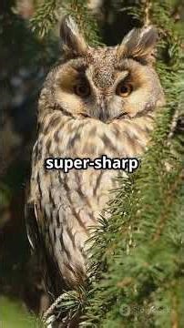 What Do Northern Saw-Whet Owls Eat? #NorthernSawWhetOwl #Wildlife #OwlDiet #NatureDocumentary