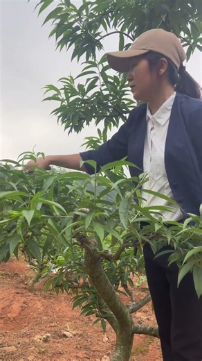 Is it okay if I prune the peach tree like this? #tree #bonsai #peachtreeforTet #Tetpeachtree