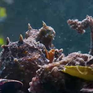Watch an octopus adopt a clever disguise in Blue Planet II preview clip
