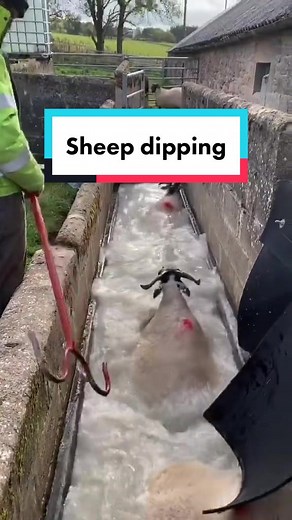 Understanding the Process of Sheep Dipping for Farm Protection