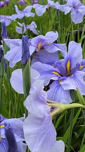 💜🪻初夏に咲く美しいアヤメの花🪻💜✨