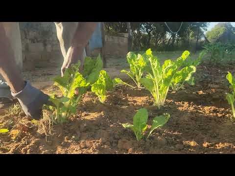 Peaceful Garden ASMR: Weeding & Kraal Manure for Spinach | Calm Music, No Talking